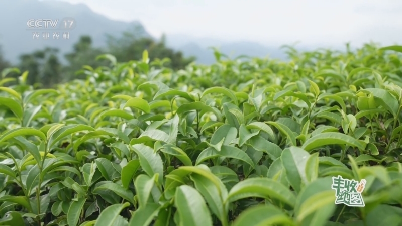 《沿着地图看和美乡村》 20241107 丰收地图-四川篇 川茶振兴 今朝尤香