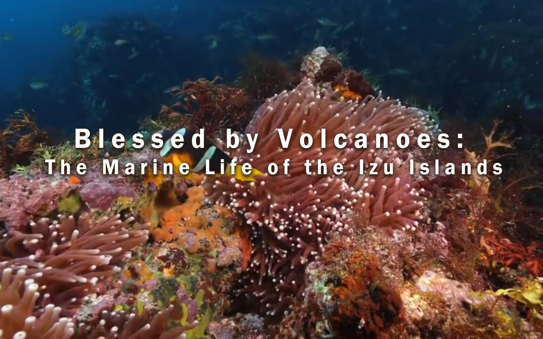 火山的庇护-日本伊豆诸岛的海洋生