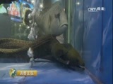 消费主张 《消费主张》 20170128 冬季水产市场调查——热带鱼 精编版