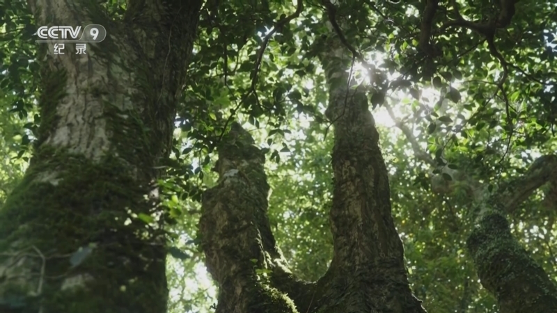 《不如去看一棵树》 第13集