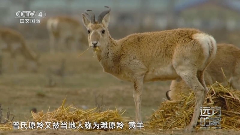 远方的家 《远方的家》 20241022 秘境之旅 青色之海 蔚蓝家园
