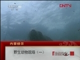 自然传奇 野生动物现场（一）[自然传奇] 20120229