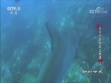 动物世界 《动物世界》 20180530 潜水大师的岛上生活（上）
