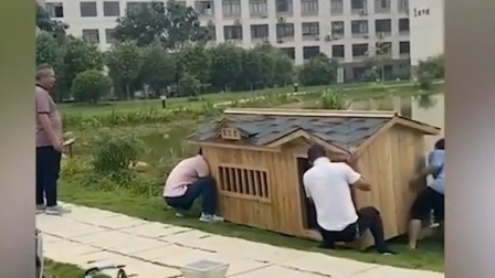@所有人 广西一高校为鹅妈妈打造湖景房