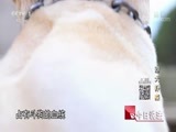 今日说法 《今日说法》 20170829 烈犬扑来