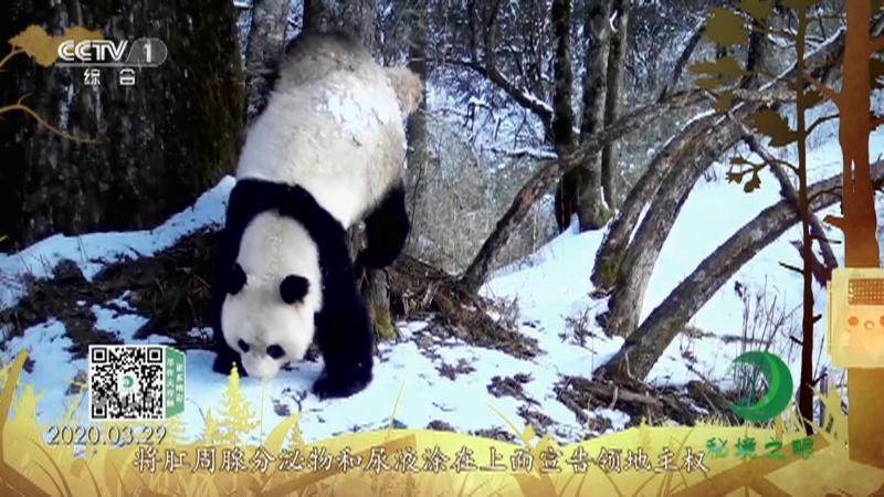 《秘境之眼》 大熊猫 20210304