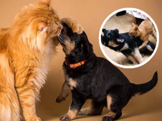 囧人囧事 笑抽!笨狗被小奶猫吓傻