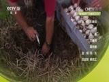 自然传奇 《自然传奇》 20170725 惊人的动物
