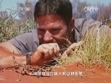 自然传奇 《自然传奇》 20141202 致命动物排行榜（下）