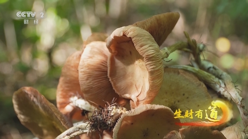 生财有道 《生财有道》 20240924 北纬43度 寻味乡野间