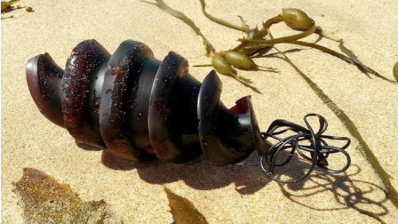 世界上最奇怪的10种动物蛋，第1位每次都榜上有名！