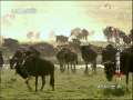 动物世界 动物世界 2009年 第171期