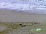 人与自然 《人与自然》 20150730 自然故事：狼山传奇（下）