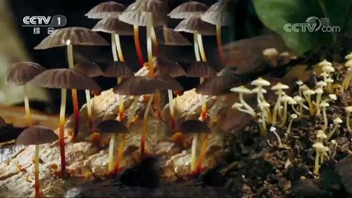 人与自然 《人与自然》 20200501 秘密花园-收获的季节（上）