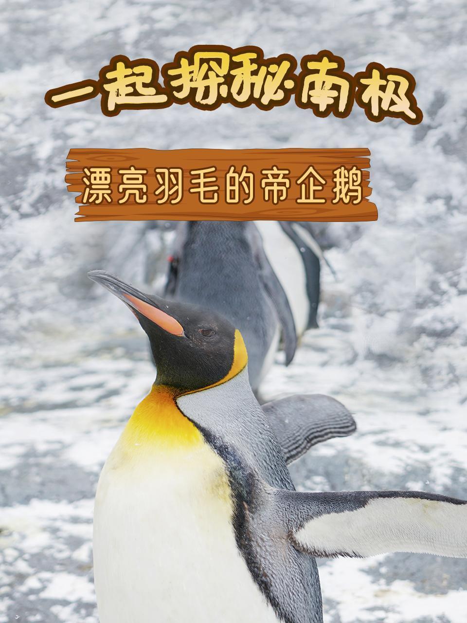 一起探秘南极之漂亮羽毛的帝企鹅