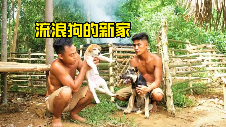 荒野建造者 第二季 荒野捡到两只流浪狗，太可怜了，兄弟俩给狗狗建造漂亮的新家！