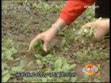 道德观察 飘扬的国旗