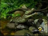 芝麻开门【央视】 疯狂的礼物 基因突变