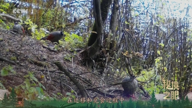 秘境之眼 《秘境之眼》 血雉 20250411