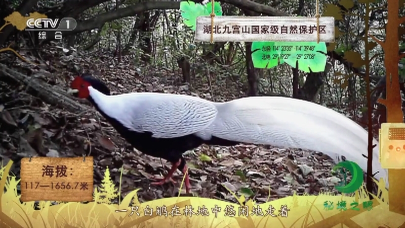 《秘境之眼》 白鹇 20211221