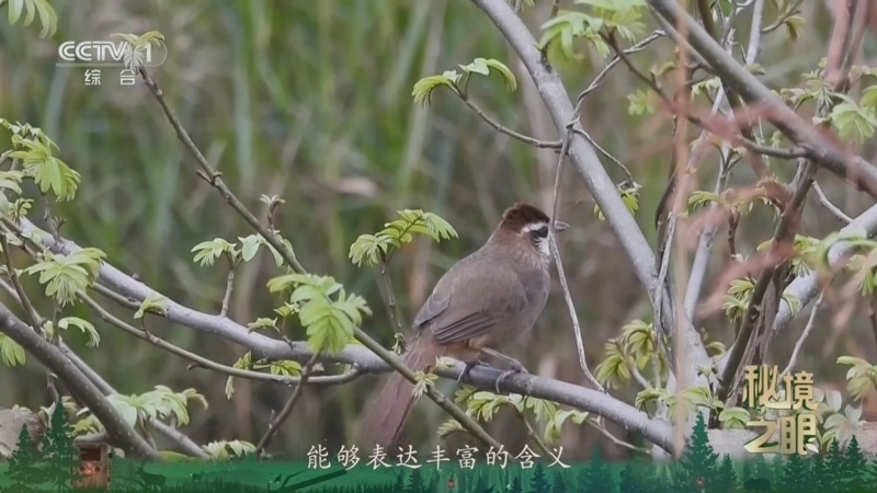 秘境之眼 《秘境之眼》 白颊噪鹛 20260424