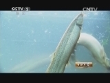 生财有道 《生财有道》 20141202 论条卖的泥鳅