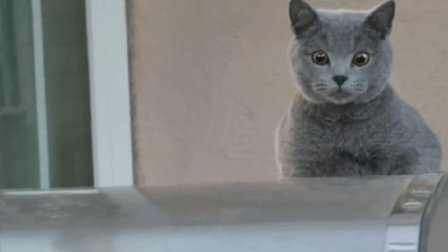 猫男AaronsAnimals 第一季 在你吃大餐的时候 一定不知道你的猫咪正在打坏主意 21