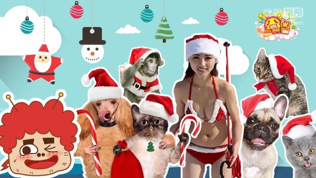 囧闻一箩筐 萌哭！动物界圣诞晚会闪亮登场【囧闻一箩筐】
