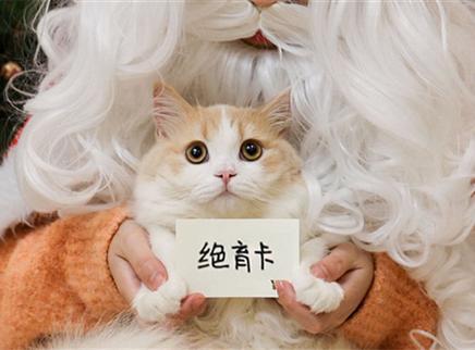 花花与三猫CatLive