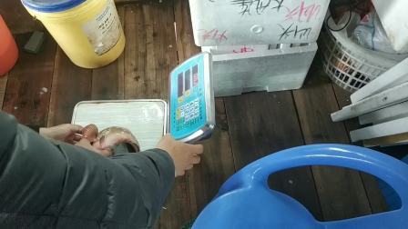 南澳岛赶海日记 彪哥巨浪还出海捕鱼，上了石斑鱼品种中比较值钱的一种，还好这样才有钱赚