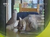 自然传奇 《自然传奇》 20170728 萌宝撒欢