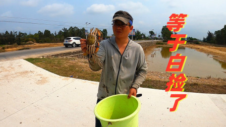 思乡渔夫赶海 渔夫赶海碰上怪事，抓螃蟹简单的像捡钱似的，力都没使出就抓4只