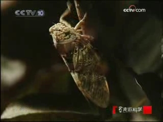 走近科学 知了的噩梦
