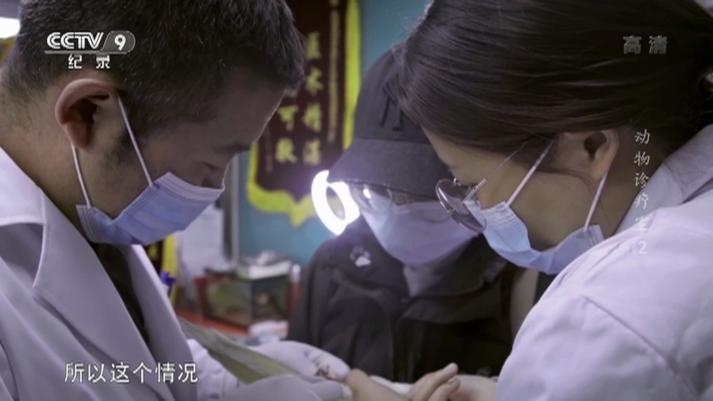 《动物诊疗室》 第二集