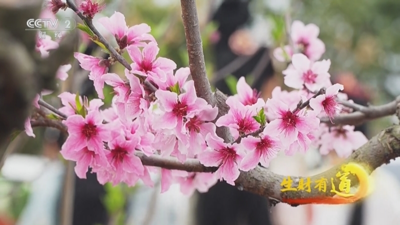 生财有道 《生财有道》 20240411 桃花朵朵引客来