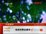 鬼脸蛛的聚会 鬼脸蛛聚会真相 《走近科学》20110907