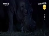 自然传奇 《自然传奇》 20170718 破晓时分