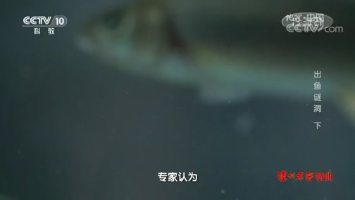 地理中国 《地理中国》 20191006 自然奇景·出鱼谜洞 下