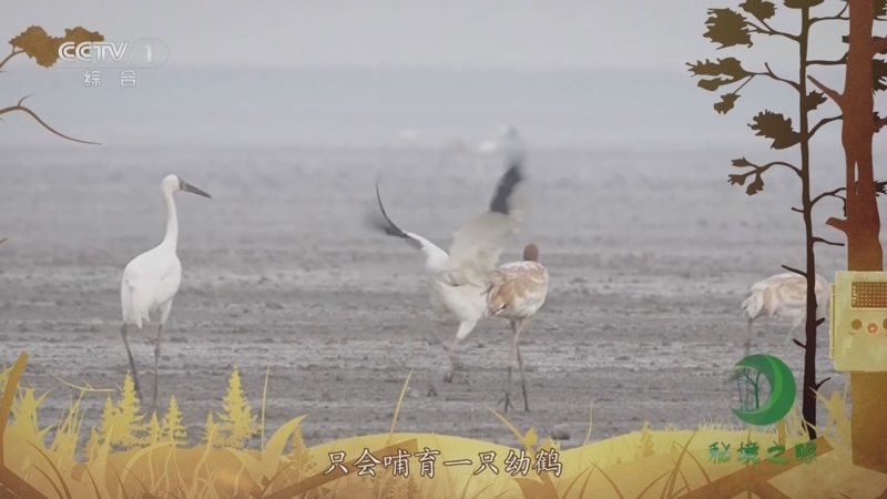 秘境之眼 《秘境之眼》 白鹤 20231021