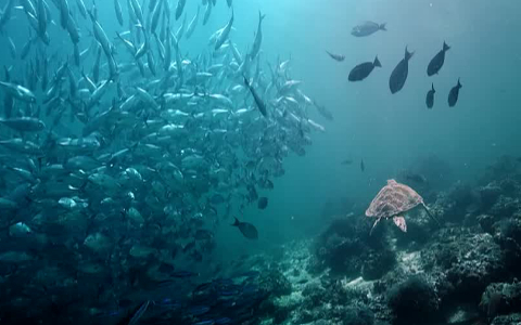 海湾的怀抱
