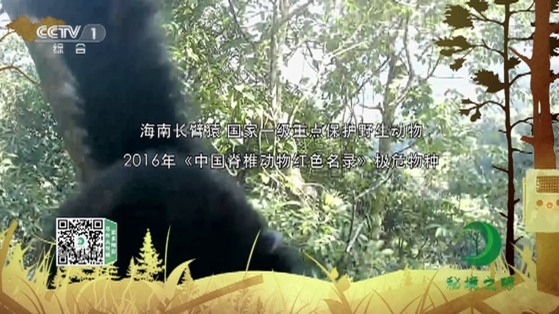 《秘境之眼》 海南长臂猿 20210605