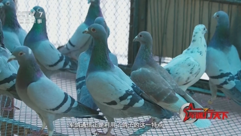 《军迷行天下》 20260513 解码战地飞鸽