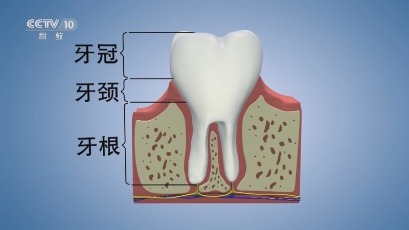 实验现场 《实验现场》 20230806 如何正确刷牙