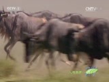 人与自然 《人与自然》 20141202 自然故事：飞越彩虹-踏上征程