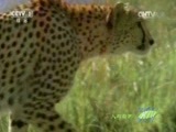 人与自然 《人与自然》 20150524 自然发现：为生存而捕猎——孤军奋战（下）