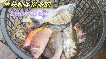 南澳岛赶海日记 禁海捕鱼前的最后一早上，渔获种类繁多，连石斑鱼都来了两种