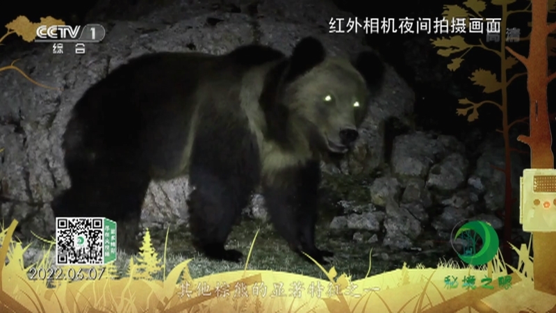 秘境之眼 《秘境之眼》 西藏棕熊 20221227
