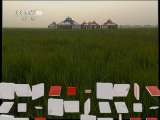 发现元中都 发现元中都（下）探索发现 2011年 第42期