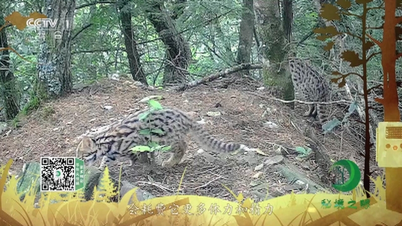 秘境之眼 《秘境之眼》 豹猫 20221103