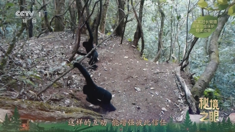 秘境之眼 《秘境之眼》 西黑冠长臂猿 20250730